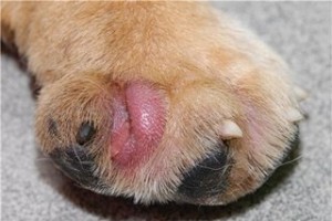 Воспаление тканей свода и межпальцевого пространства на лапе собаки