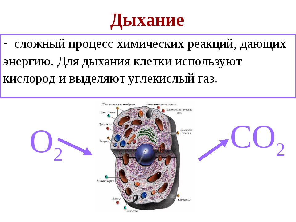 Состав живой клетки. Дыхание клетки. Жизнедеятельность клетки дыхание. Процесс дыхания клетки. Дыхательная клетка.