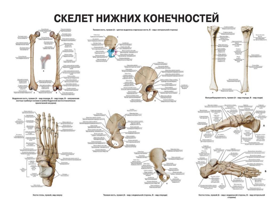 Скелет нижних конечностей человека кости. Скелет нижней конечности латынь. Кости нижних конечностей человека анатомия. Строение скелета нижней конечности анатомия. Кости нижней конечности вид спереди.