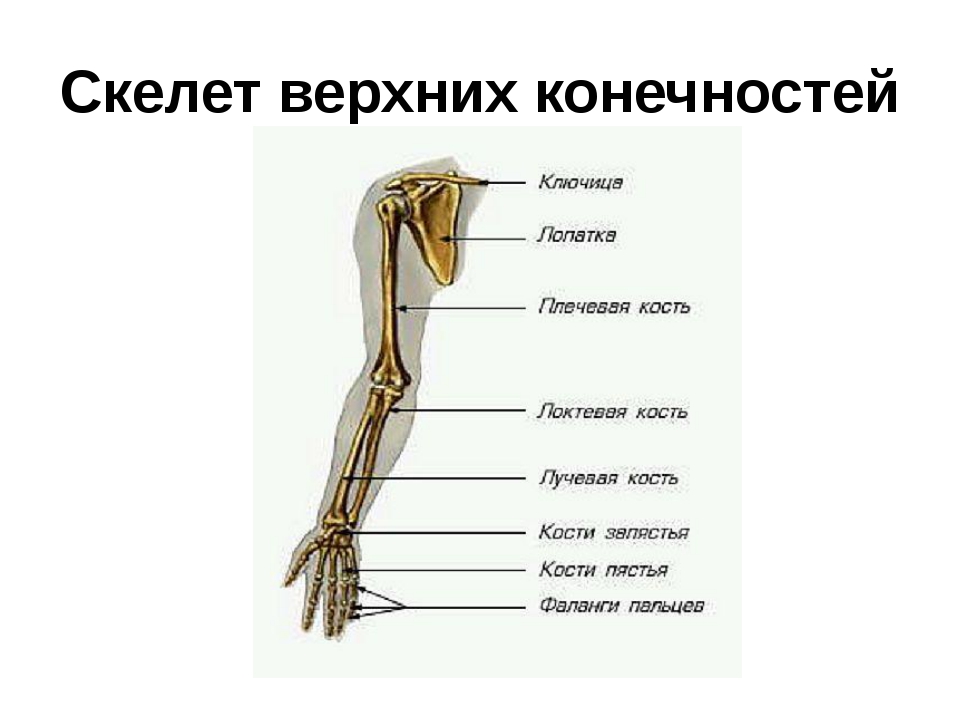 Анатомия кости верхней конечности. Верхние конечности человека анатомия. Кости верхней конечности предплечье. Скелет плечевого пояса и свободной верхней конечности. Строение скелета верхней конечности.