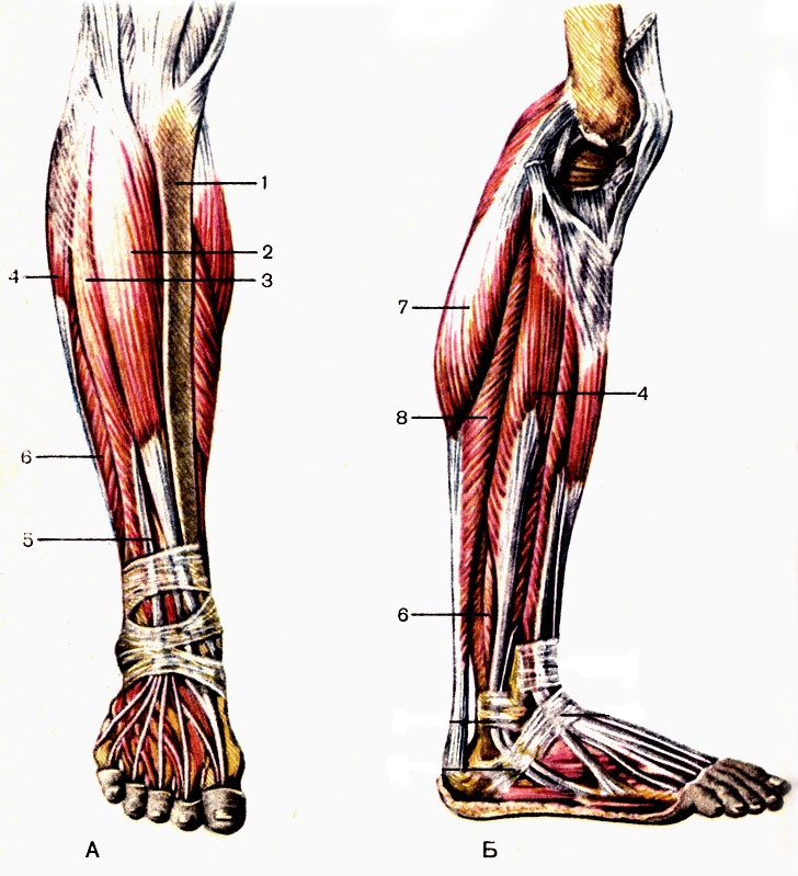 Строение ноги до колена. Передняя большеберцовая мышца голени. Сухожилия икроножной мышцы анатомия. Передняя большеберцовая мышца, m. Tibialis anterior. Сухожилие передней большеберцовой мышцы.