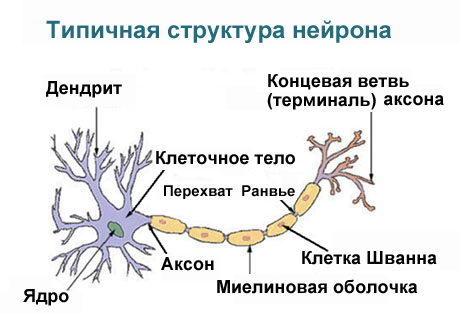 Neuron_rus