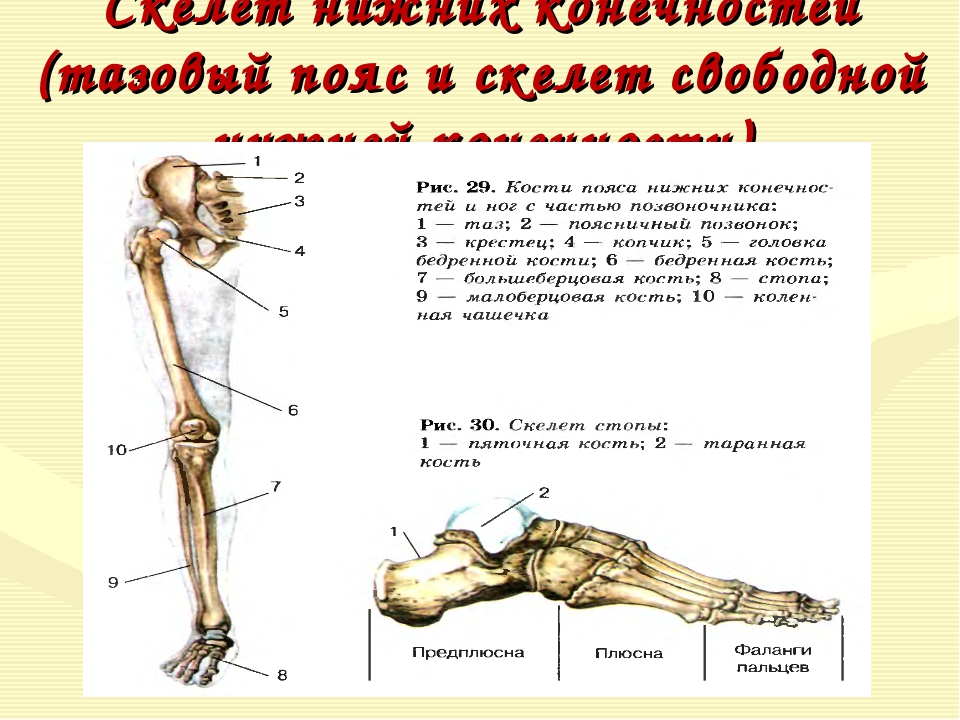 Анатомия нижней конечности человека. Скелет нижней конечности биология 8 класс. Строение скелета нижних конечностей. Скелет нижней конечности человека 8 класс биология. Кости нижних конечностей человека анатомия.