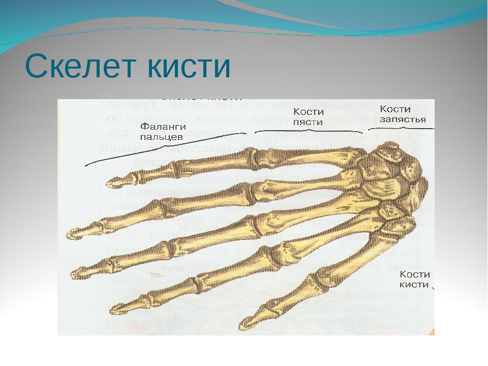 Скелет пальцев человека. Скелет кисти человека строение. Скелет строение кости запястья. Скелет человемкий кисти. Человеческая кисть скелет.