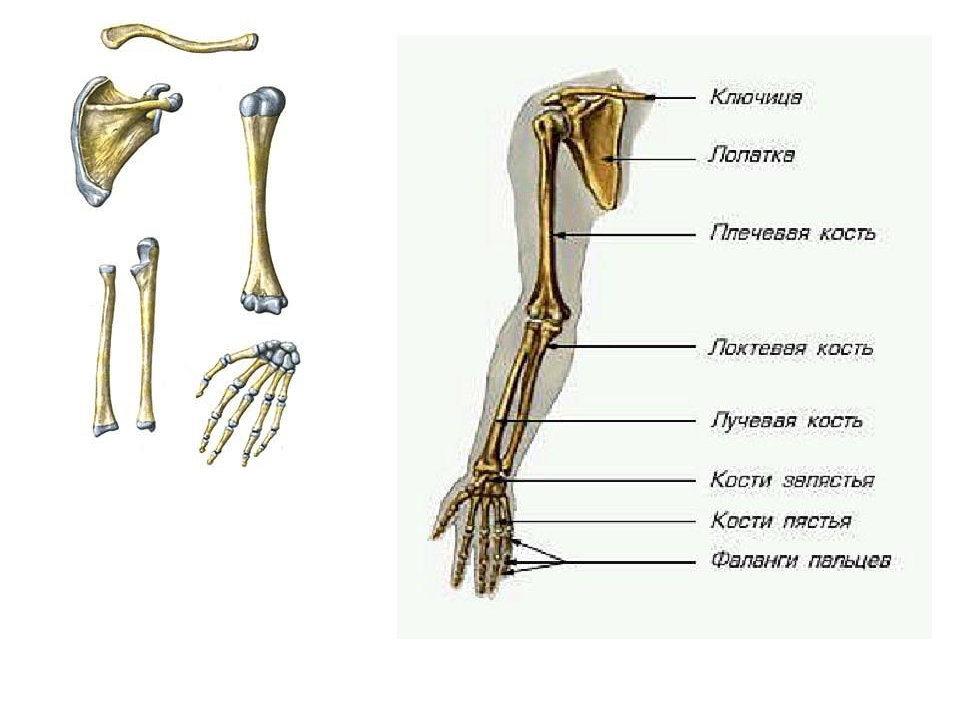 Рука человека название. Строение скелета руки человека. Скелет верхних конечностей кости кисти. Рука анатомия строение кости. Кости верхних конечностей человека анатомия.