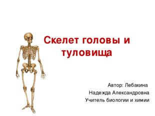 Скелет головы и туловища Автор: Лебакина Надежда Александровна Учитель биолог