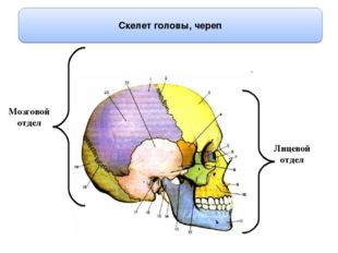 Скелет головы, череп Лицевой отдел Мозговой отдел 