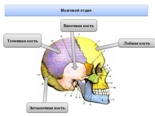 Лобная кость Височная кость Затылочная кость Теменная кость Мозговой отдел 
