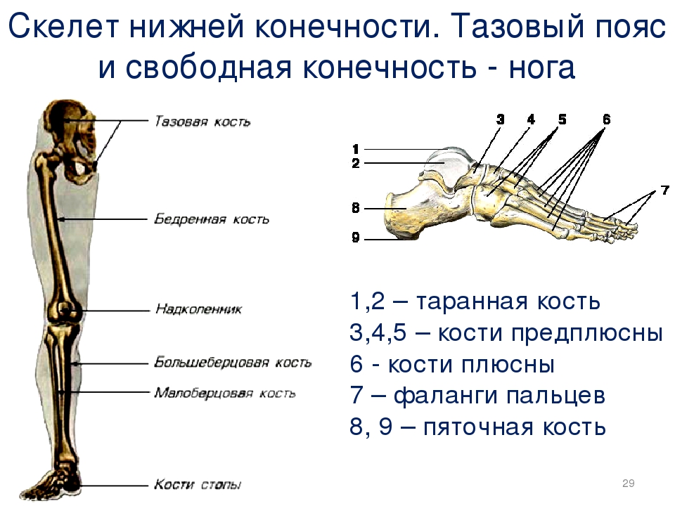 Найдите и назовите отделы свободной конечности. Кости нижней конечности строение. Скелет нижней конечности человека. Строение скелета нижней конечности анатомия. Кости нижних конечностей человека анатомия.