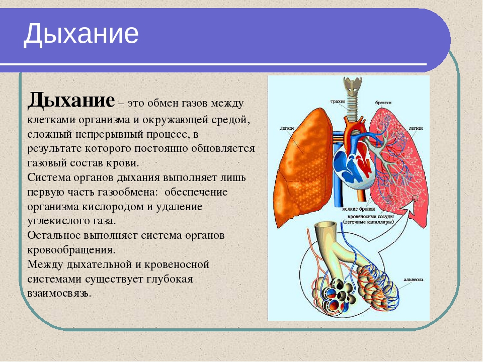 Последовательность дыхания у человека. Дыхательная система система биология 8 класс. Строение газообмена в легких. Легкие процесс дыхания. Особенности газообмена у детей.