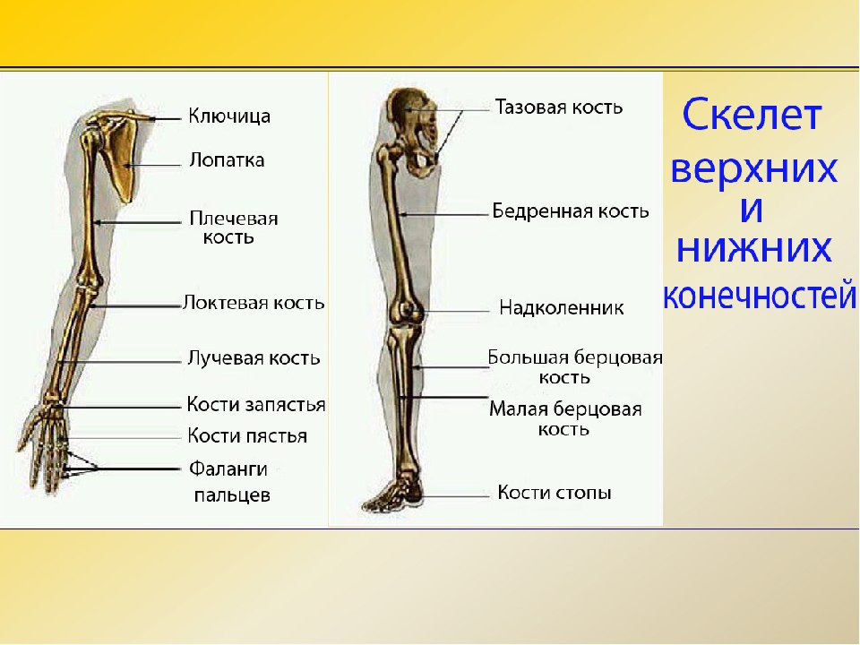 7 скелет конечностей. Строение скелета нижних конечностей человека анатомия. Строение скелета нижней конечности анатомия. Лучевая кость в ноге анатомия. Костный скелет свободной нижней конечности.