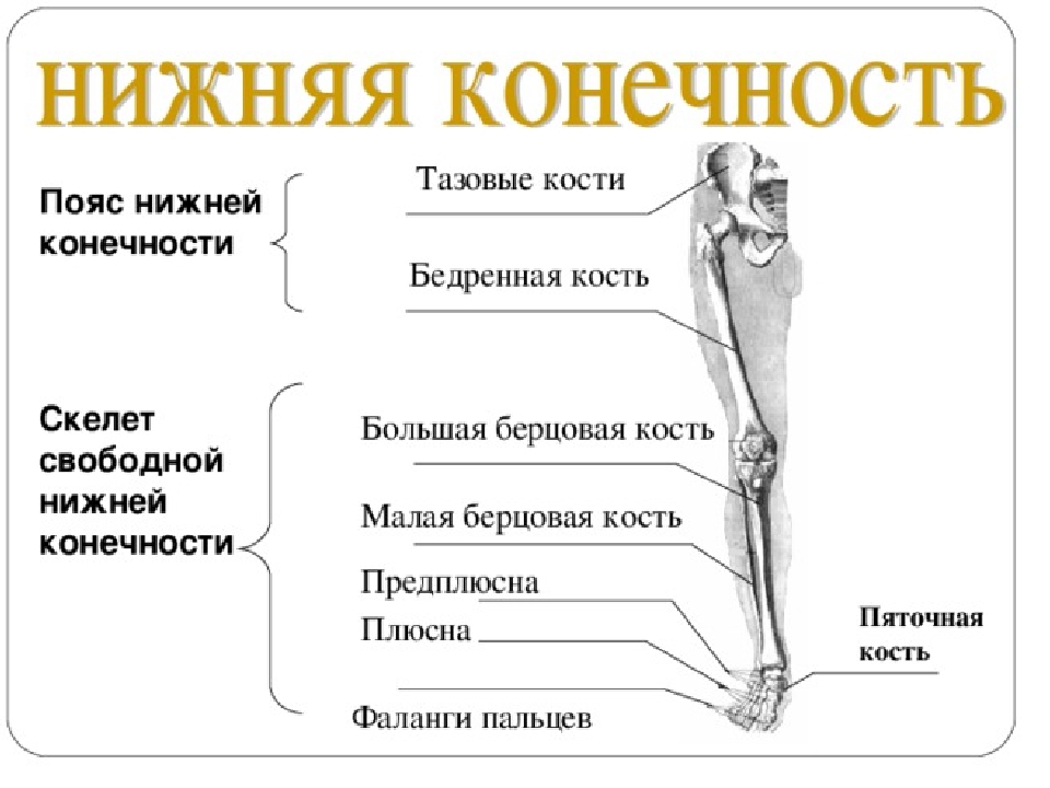 Скелет нижних конечностей человека кости. Схема строения нижней конечности. Строение скелета нижних конечностей. Отделы скелета свободной нижней конечности строение. Скелет нижних конечностей свободная конечность.