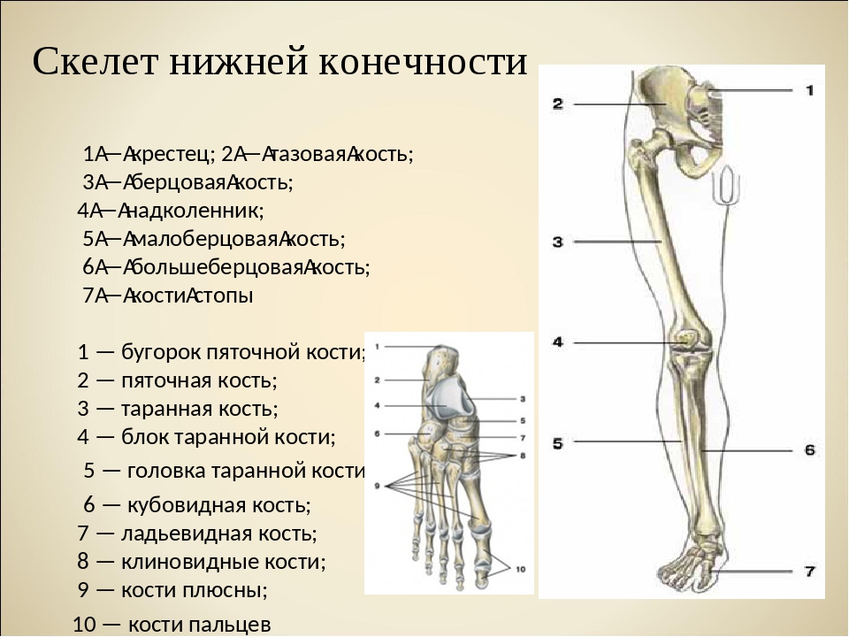 Состав отделов скелета. Отделы скелета нижней конечности анатомия. Кости нижних конечностей человека анатомия. Кости скелета нижних конечностей человека. Схема строения нижней конечности человека.