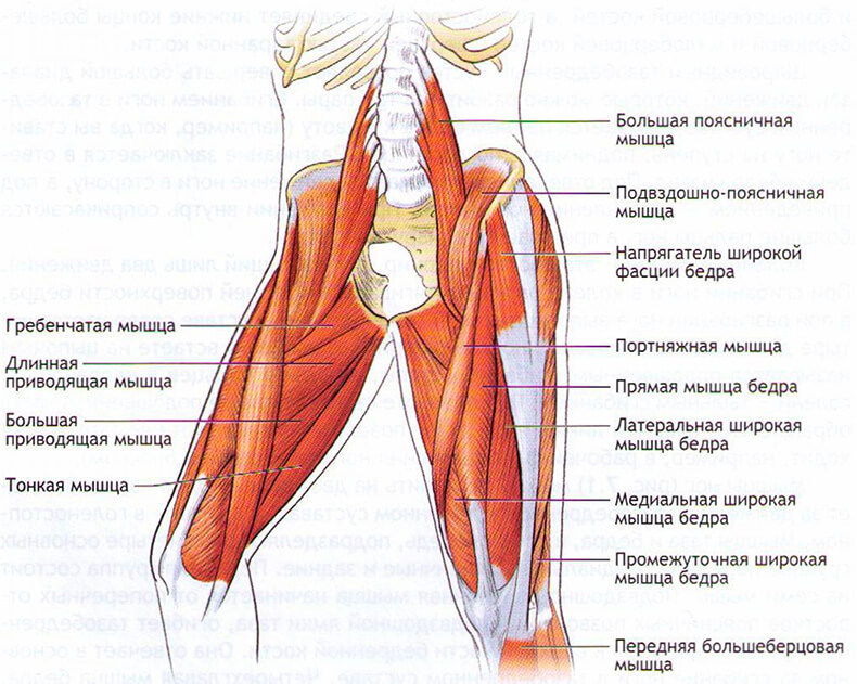 Гребенчатая мышца: анатомия, снятие боли