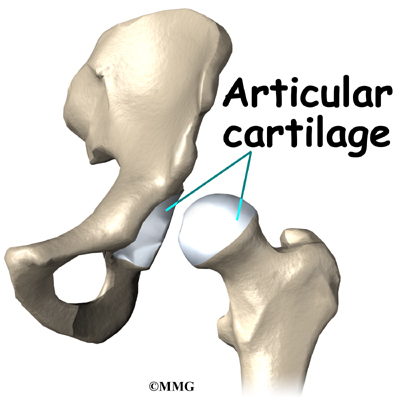 Hip Anatomy