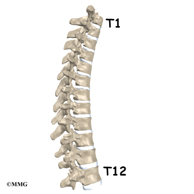 Thoracic Spine Anatomy