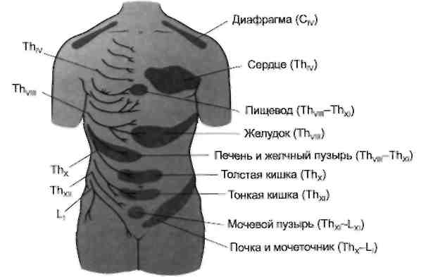 Болит слева спина в области. Поболит споава в спине. Болит спина справа. Болит правая сторона спины.