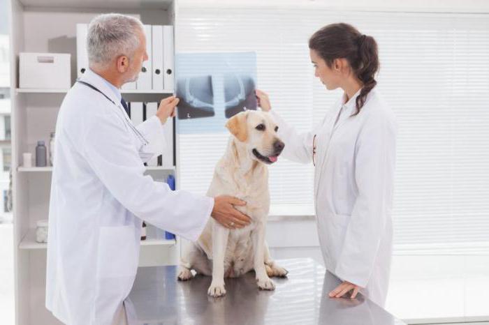 дисплазия тазобедренного сустава у собак операция