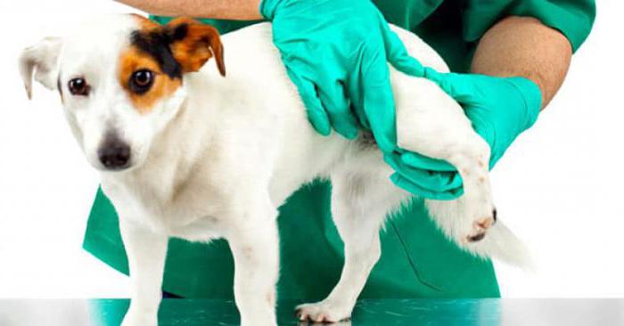 сколько живут собаки с дисплазией тазобедренного сустава