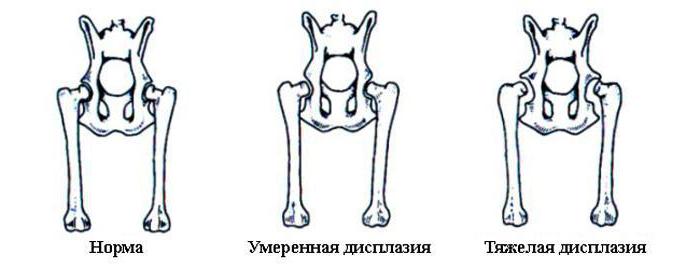 дисплазия тазобедренных суставов у собак симптомы лечение