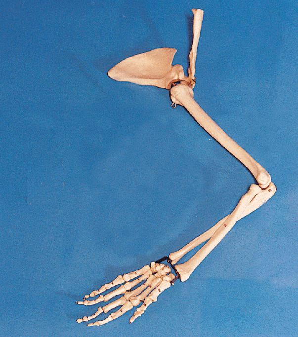 сколько костей в руке человека 