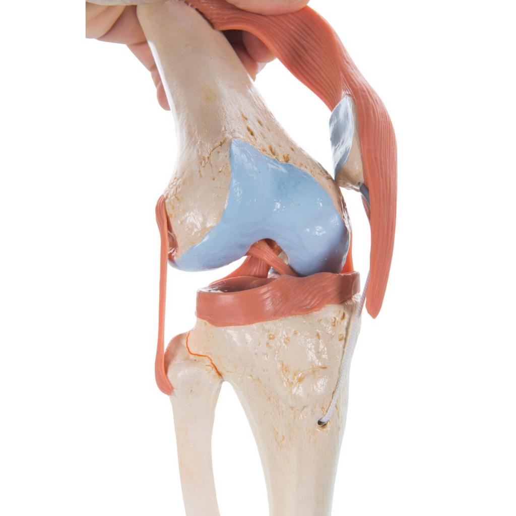 мышцы и сухожилия коленного сустава