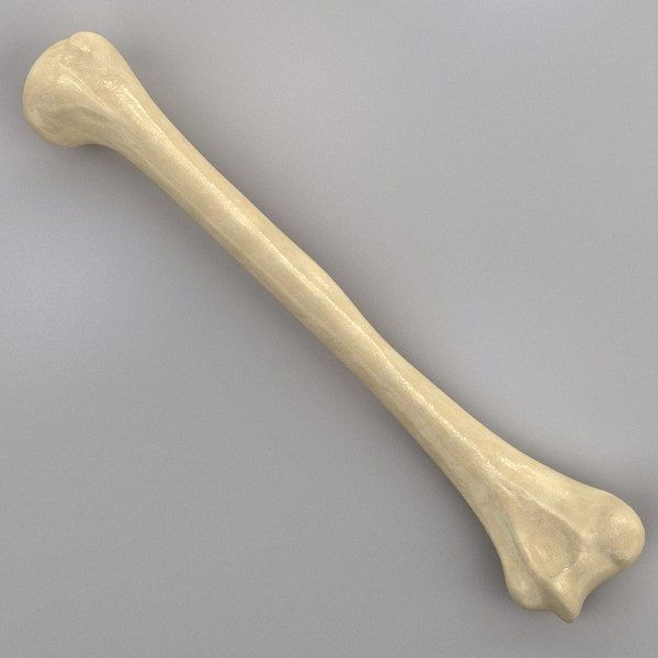 кости верхних конечностей человека