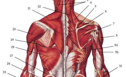 таблица мышцы верхних конечностей