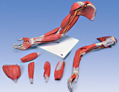 анатомия верхней конечности