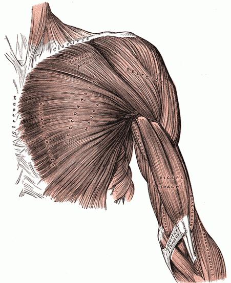 мышцы верхних конечностей