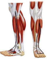 мышцы пояса нижней конечности
