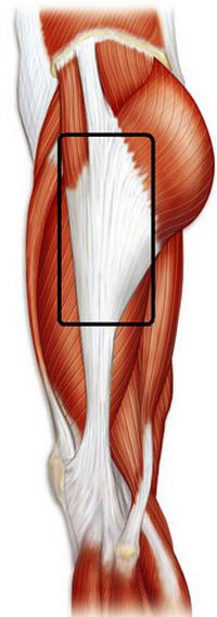 мышцы нижних конечностей человека таблица