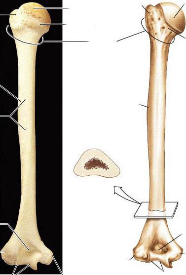 функции скелета верхних конечностей