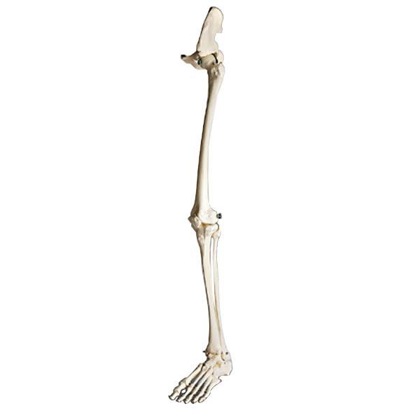 кости нижней конечности человека