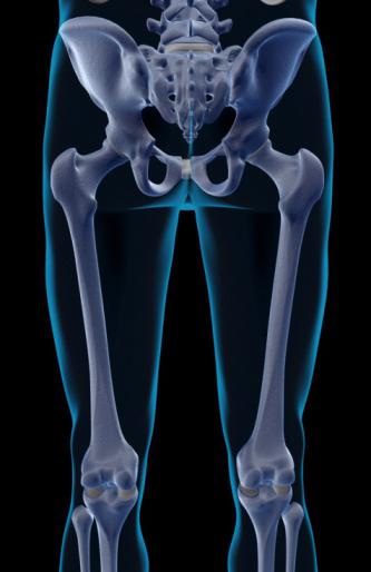 скелет человека скелет нижней конечности
