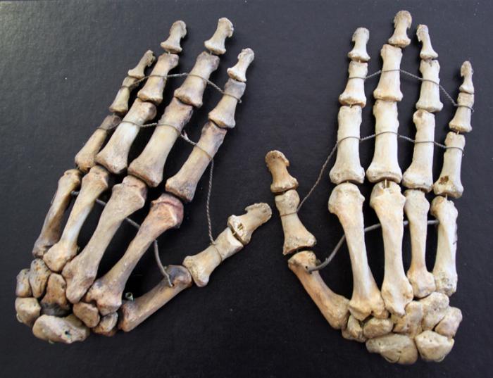 Кости скелета руки 