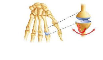 плечевой сустав анатомия человека