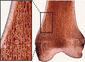 строение губчатой кости 