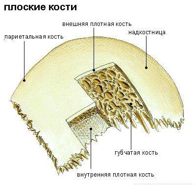 схема губчатой кости 