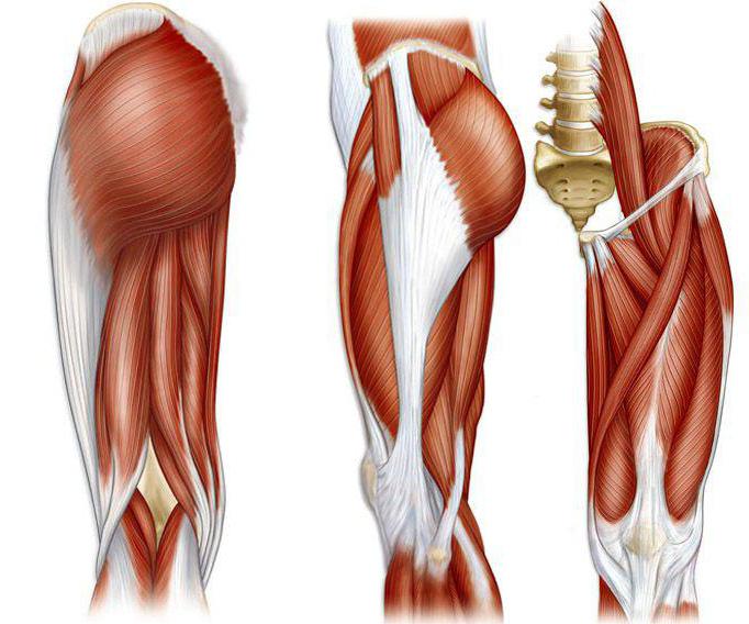 анатомия человека мышцы ног