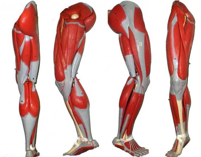 мышцы ног человека