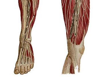 строение мышц ноги человека