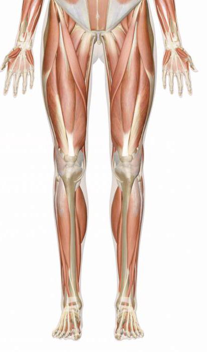 мышцы ног человека название