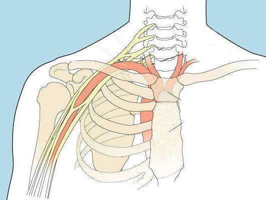 плечевой сустав анатомия