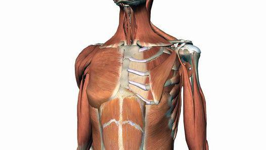 плечевой сустав анатомия фото