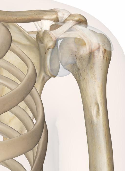 анатомия плечевого сустава и мышц плеча