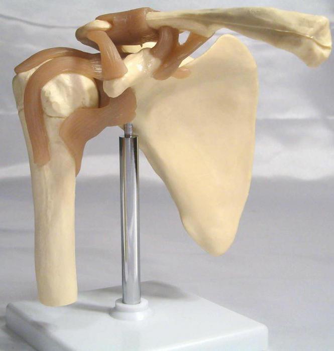 плечевой сустав топографическая анатомия