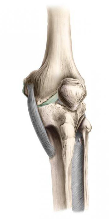 гусиная лапка коленного сустава анатомия