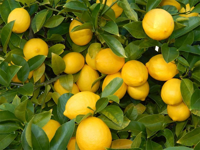 можно ли употреблять лимон при подагре
