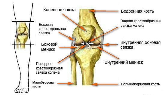 Мениск колена